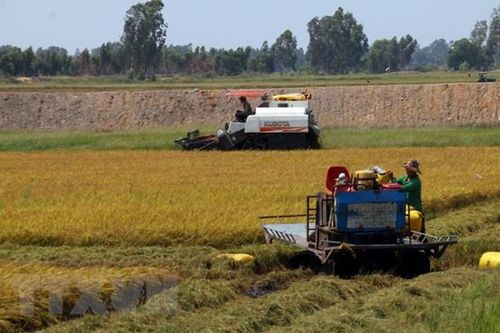 'Xé rào' làm vụ 3, nhiều diện tích lúa giảm trên 70% năng suất