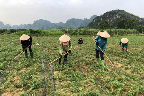 Cà gai leo phát huy thế mạnh hợp tác xã Bảo Hiệu