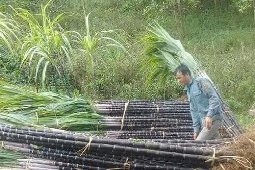 Ngành mía đường tìm hướng đi mới