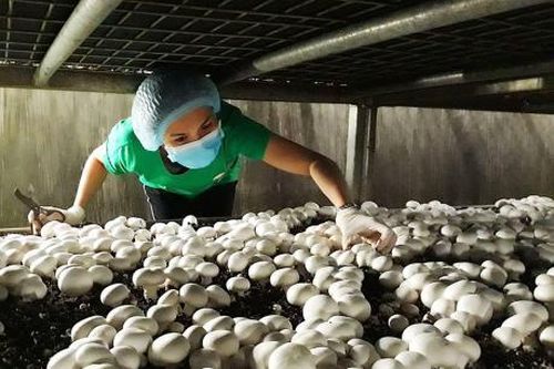 Khánh Hòa phát triển nấm hữu cơ thành cây chủ lực