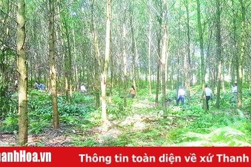 Huyện Thường Xuân chuyển đổi được 3.100 ha rừng gỗ lớn