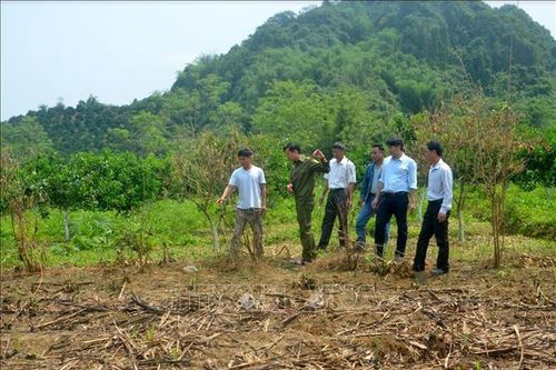Không có việc vườn cam của người dân ở Hàm Yên bị phá hoại