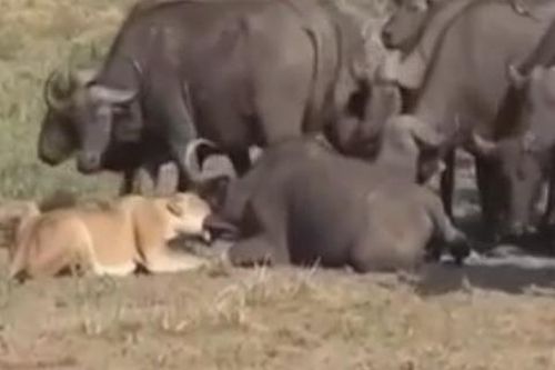 Báo thù cho đồng loại, trâu rừng lao đến bao vây khiến sư tử bỏ chạy