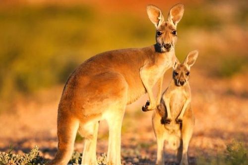 Trào lưu ăn thịt kangaroo gây tranh cãi ở Australia