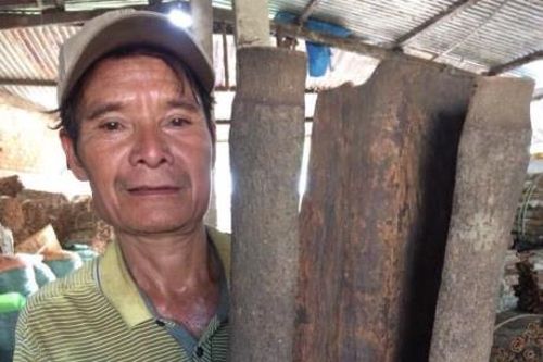 Cây quế khủng cho hơn 300 ký vỏ tươi