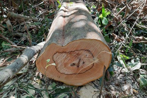 Khởi tố vụ phá rừng phòng hộ Sông Tranh ở Quảng Nam