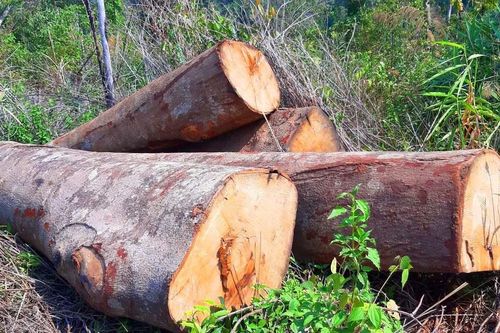 Gỗ bị chặt hạ, cất giấu trên 'cổng trời' Đắk Long