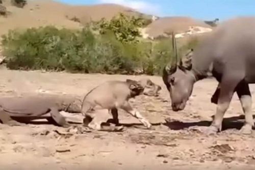 Nghé con bị rồng komodo tấn công, trâu mẹ bất lực đứng nhìn