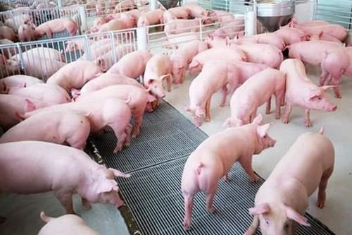 Vừa tăng trở lại, giá lợn hơi bất ngờ giảm không rõ nguyên nhân