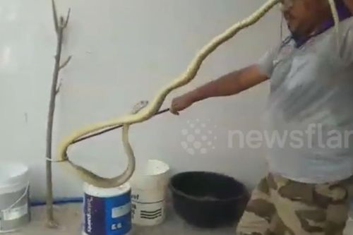 Rắn dài gần 2 m trú ẩn trong máy giặt