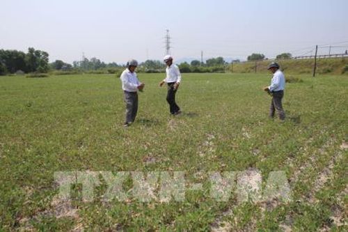 Nắng nóng kéo dài, lúa và hoa màu có nguy cơ mất trắng