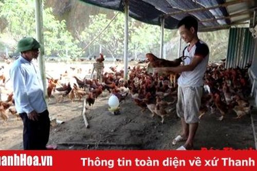 Huyện Như Xuân thu hút được 4 doanh nghiệp liên kết trong lĩnh vực chăn nuôi