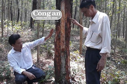 Ồ ạt khai thác vỏ thông khô bán cho thương lái