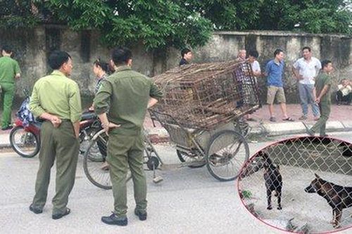 Chủ của đàn chó cắn chết bé trai bị xử lý ra sao?