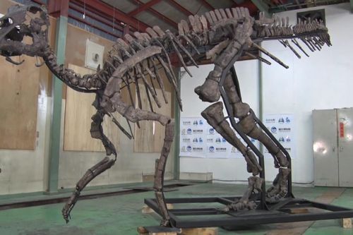 Phục hồi hoàn chỉnh bộ xương khủng long hóa thạch lớn nhất Nhật Bản
