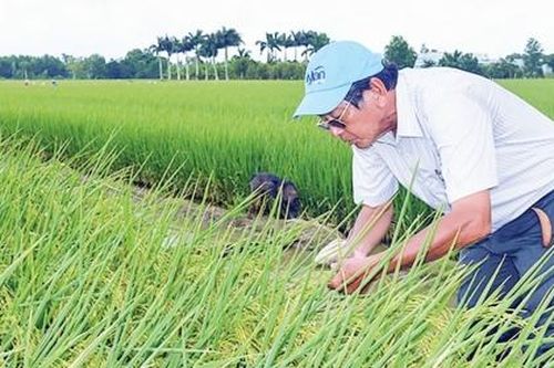 Chờ gạo tím ông Cua