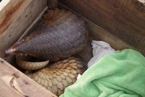 Vận chuyển 39 cá thể tê tê, đối tượng vứt lại ô tô tháo chạy