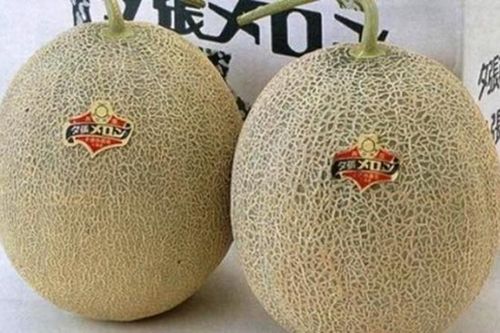 Trái cây Nhật Bản giá 'chát' vẫn được nhà giàu Việt ưa chuộng