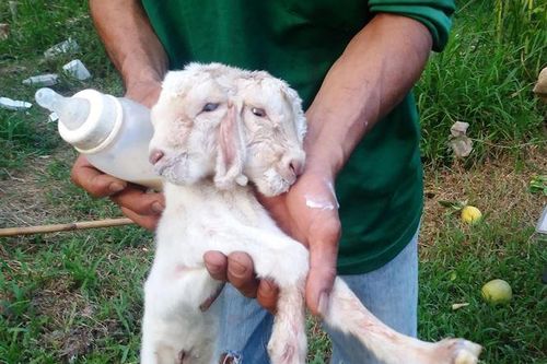 Dân ùn ùn đến xem dê con 2 đầu ở Vĩnh Long