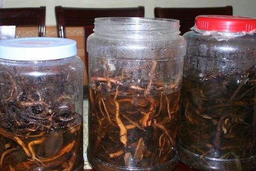1 người chết, 1 nguy kịch do uống rượu ngâm cây thuốc phiện