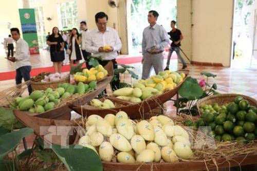 Bộ Công Thương hỗ trợ doanh nghiệp trưng bày hàng hóa tại Nam Phi