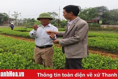 Hiệu quả mô hình ươm giống cây lâm nghiệp ở xã Minh Sơn