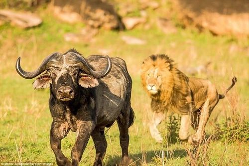 Khoảng khắc thần kỳ, trâu rừng thoát khỏi sự 'truy sát' của sư tử và cá sấu