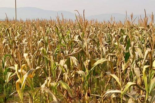 Hàng trăm ha ngô, lạc ở Đô Lương bị chết cháy do nắng nóng