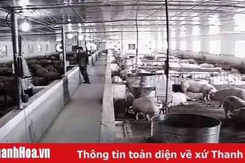 Huyện Như Xuân phấn đấu phát triển mới 22 trang trại, gia trại chăn nuôi