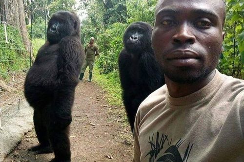 Bức ảnh 'selfie' với khỉ đột được yêu thích