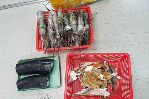 Phát hiện ngà voi được cất giấu trong thùng hàng tôm hùm qua đường hàng không