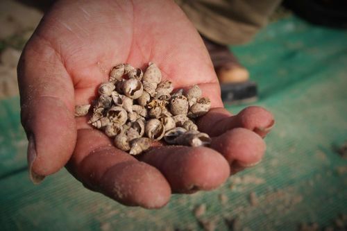 Người dân nguy cơ mất trắng tiền tỷ vì ốc hương chết hàng loạt