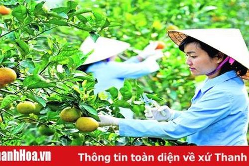 Thực hiện có hiệu quả việc tích tụ, tập trung đất đai, phát triển sản xuất quy mô lớn, công nghệ cao: Bài cuối: Nhân lên những mô hình hiệu quả
