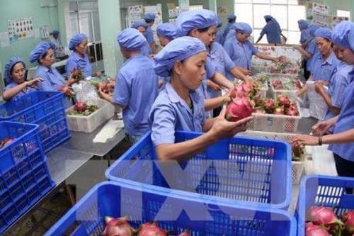 Tìm cơ hội vượt rào cản khi xuất khẩu sang thị trường CPTPP