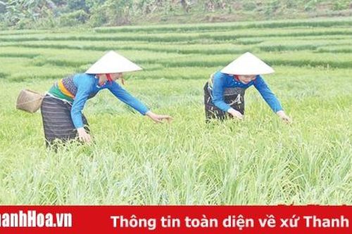 Nhiều khó khăn trong thụ hưởng chính sách tái cơ cấu nông nghiệp khu vực miền núi