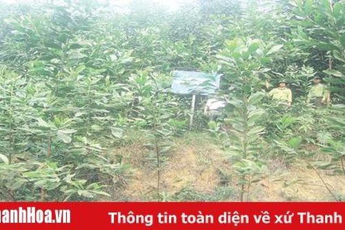 Bảo vệ và phát triển rừng bền vững tại Ban Quản lý rừng phòng hộ Lang Chánh