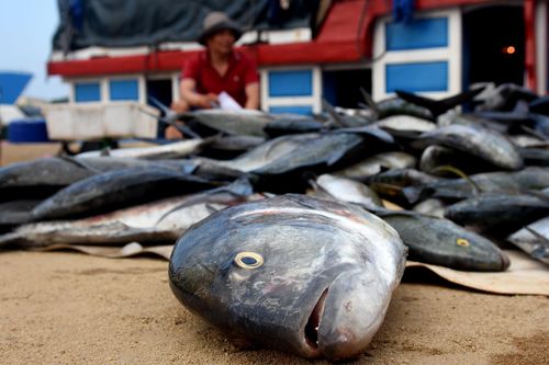 Ngư dân Lý Sơn trúng đậm mẻ cá hơn nửa tỷ đồng ở Hoàng Sa