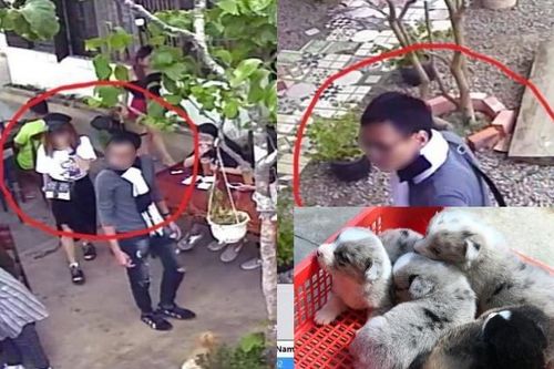 Đi chơi lễ, đôi nam nữ tiện tay… bế trộm chó Corgi hơn 10 triệu đồng ở Đà Lạt khiến dân mạng truy lùng ráo riết