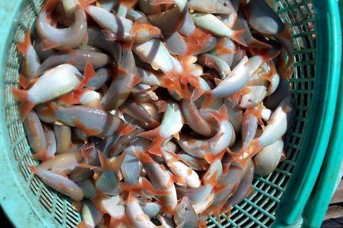 Thành công từ sự mạnh dạn