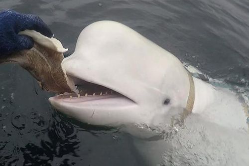 Cá voi đặc vụ Nga 'ham vui' không chịu rời Na Uy