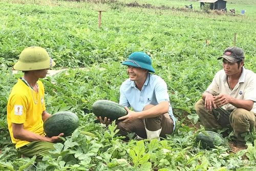 Dưa hấu tăng giá hơn 2 lần so với mùa trước
