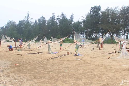 Đánh bắt ruốc biển, ngư dân Nghệ An thu tiền triệu mỗi ngày