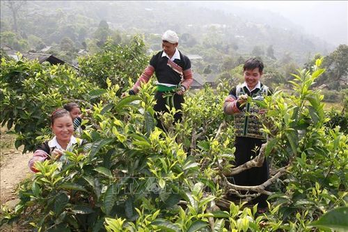 Giải pháp duy trì vùng chè Văn Chấn