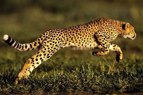 Dẫn con non đi săn mồi, báo mẹ bị đâm thủng ngực