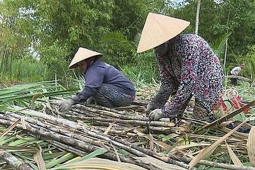 Giá mía chục tăng mạnh nhờ nhu cầu tăng cao