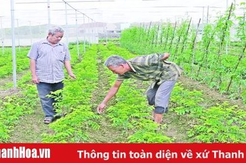 Nhiều rào cản trong liên kết sản xuất, tiêu thụ nông sản an toàn