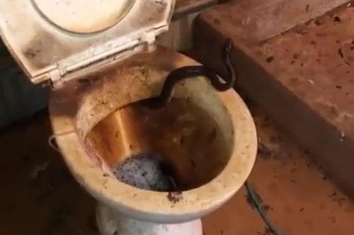 Rắn chui ra từ bồn cầu, cư dân mạng chỉ quan tâm đến nhà vệ sinh bẩn