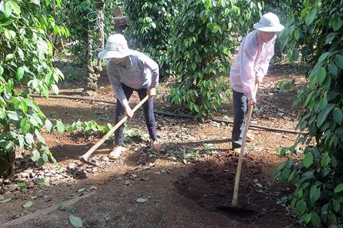 Vỡ quy hoạch, người trồng hồ tiêu điêu đứng