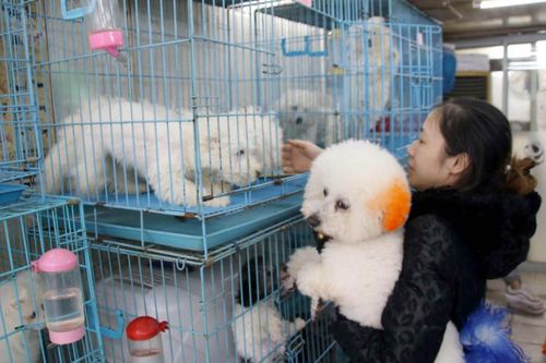 Bùng nổ thị trường dịch vụ thú cưng xa xỉ tại Trung Quốc