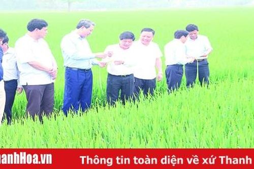 Thu hút doanh nghiệp phát triển liên kết sản xuất, bao tiêu sản phẩm lúa gạo